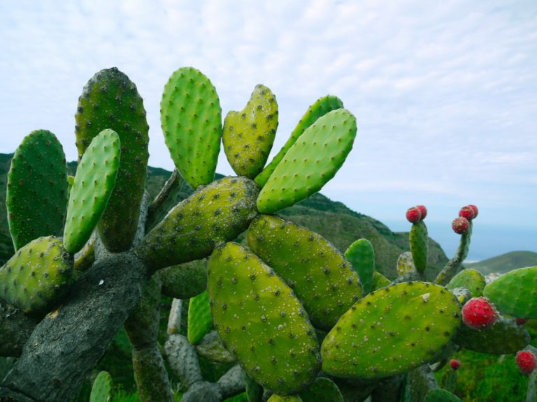Prickly pear cactus fashioned into a homemade oral pleasure device