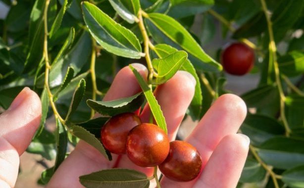 hand touching jojoba nuts